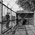 153303, Afbeelding van de hondenkennel van de spoorwegpolitie bij het N.S.-station Utrecht C.S. te Utrecht., Nederlandse Spoorwegen, fotograaf