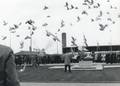 171114, Afbeelding van het loslaten van duiven bij de beeldengroep op het voorplein tijdens de opening van het nieuwe N.S.-station Beverwijk., Hessels, L. (Nederlandse Spoorwegen), fotograaf