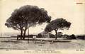 630 - CANNES (A.M.) - La Bocca, les Pins et la Gare des Marchandises.